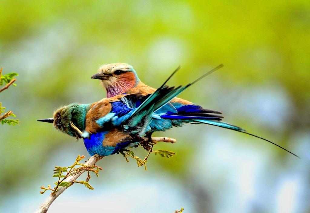 Honeyguide Tented Safari Camp - Khoka Moya Rizab Memburu Manyeleti Luaran gambar