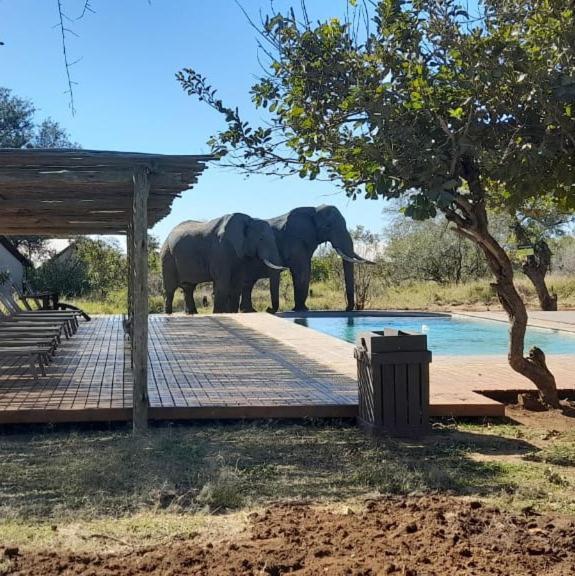 Honeyguide Tented Safari Camp - Khoka Moya Rizab Memburu Manyeleti Luaran gambar