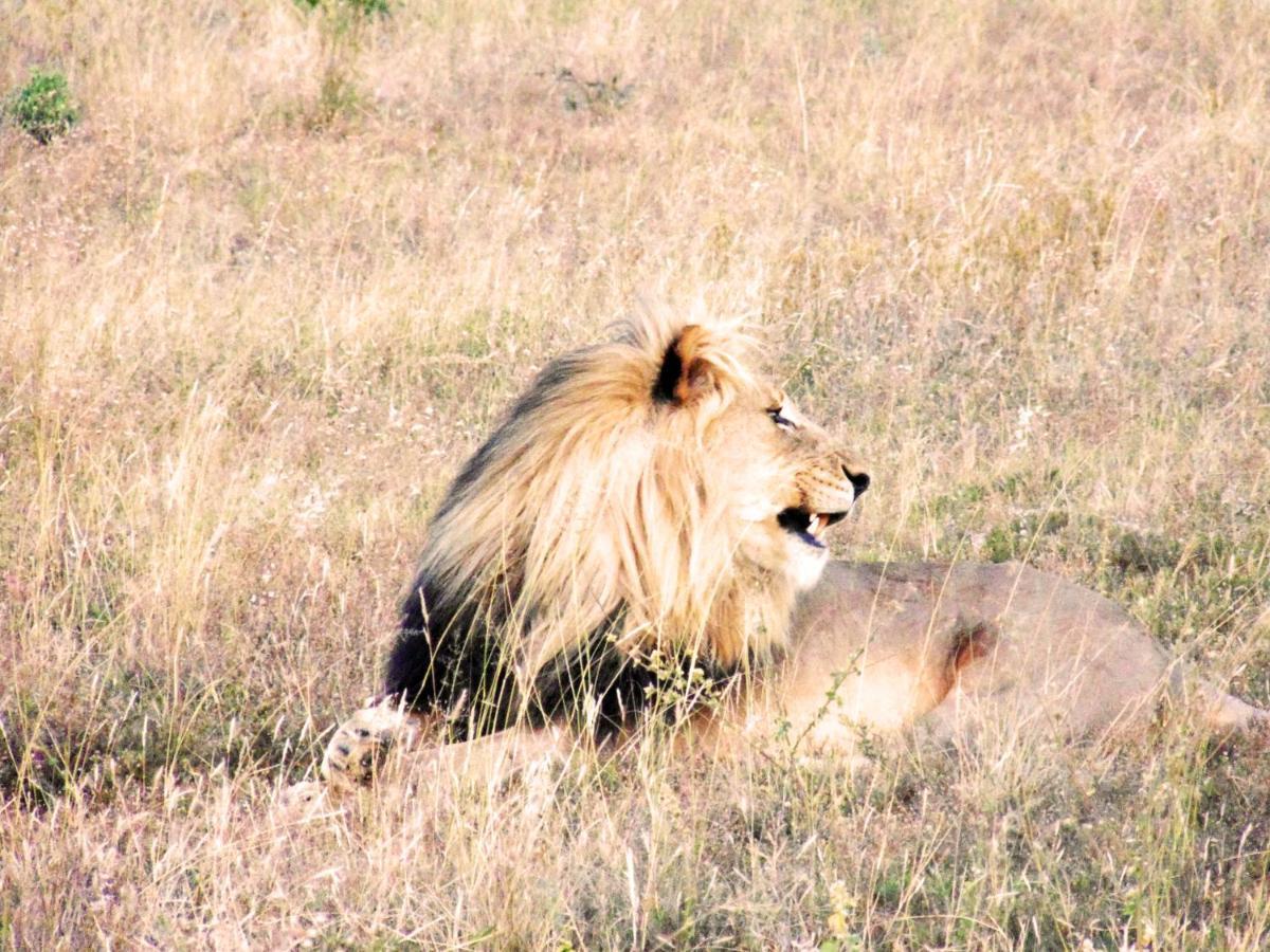 Honeyguide Tented Safari Camp - Khoka Moya Rizab Memburu Manyeleti Luaran gambar
