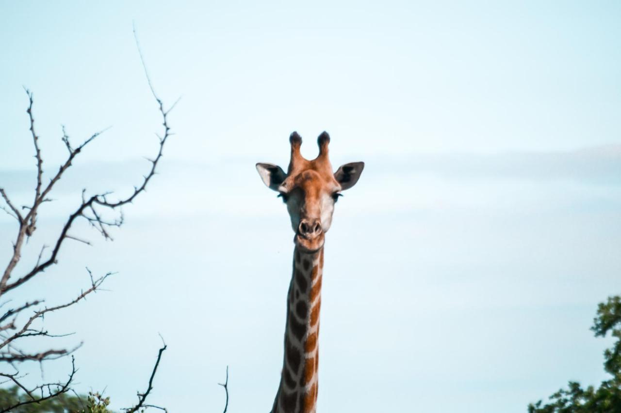 Honeyguide Tented Safari Camp - Khoka Moya Rizab Memburu Manyeleti Luaran gambar