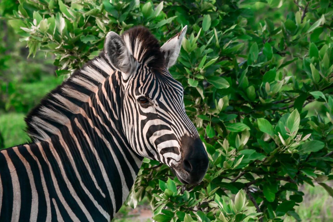 Honeyguide Tented Safari Camp - Khoka Moya Rizab Memburu Manyeleti Luaran gambar
