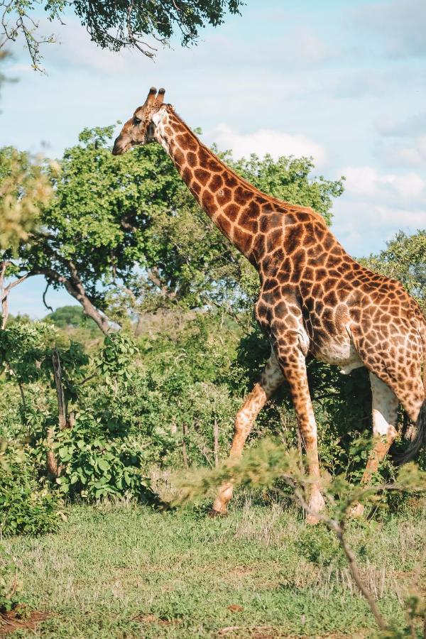 Honeyguide Tented Safari Camp - Khoka Moya Rizab Memburu Manyeleti Luaran gambar
